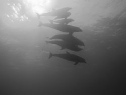 Dolphin pod on the Belize Barrier Reef by Martin Spragg 